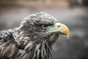 Eagle Close Up Portrait