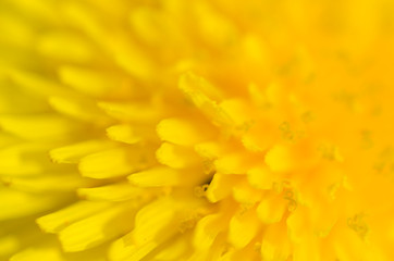 Dandelion flower macro photo in spring