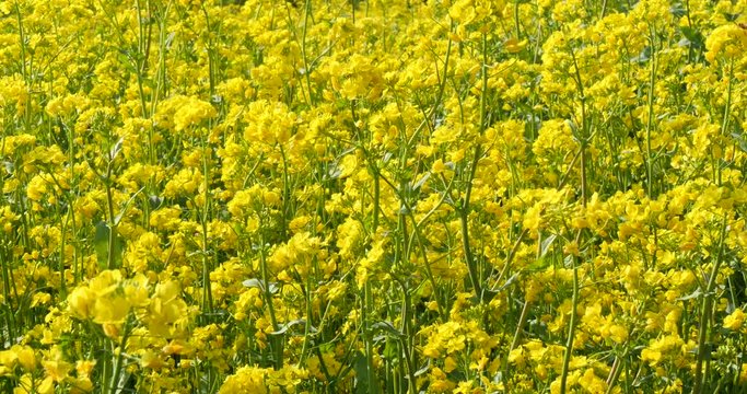 Canola field at sunny day for background