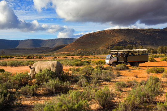 Fototapeta Safari truck and wildlife rhino in Western Cape South Africa