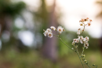 Forest meadow with wild grasses,Macro image with small depth of field,Blur background