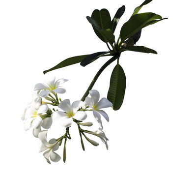 white frangipani flowers, plumeria flower with clip path