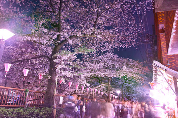 Obraz na płótnie Canvas 目黒川の夜桜