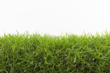 Grass isolated on white background.