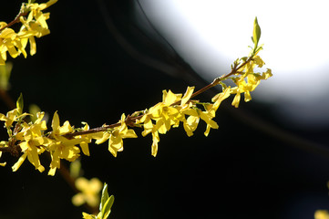 Ginster im Abendlicht