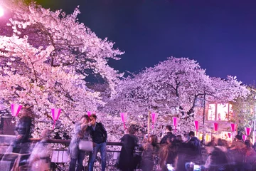 Crédence de cuisine en verre imprimé Fleur de cerisier 目黒川の夜桜