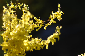 Ginster im Abendlicht