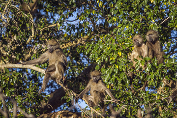 Chacma baboon in Kruger National park, South Africa