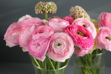 Multicolor pink buttercup, Ranunculus in the glass vase on the gray background