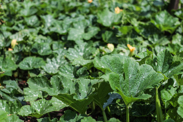 Zucchini - growing on the bed