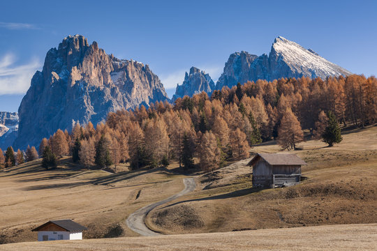 Europe, Italy, South Tyrol, Alpe di Siusi - Seiser Alm. Autumn colors on the Alpe di Siusi - Seiser Alm with the Sassolungo/Langkofel and the Sassopiatto/Plattkofel in the background, Dolomites