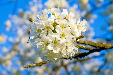 Fototapeta premium Kirschblüte auf der schwäbischen Alb