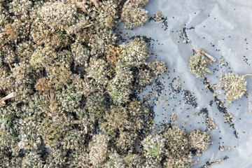 Dry flower of spring onion in sunlight to make seed. Herbal background