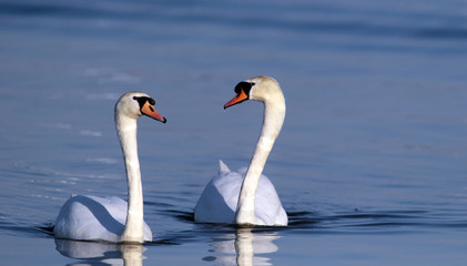 Pair of swans in love floating on the River Danube at Zemun in the Belgrade Serbia.