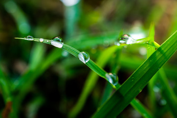 Drop on leaf with sun light