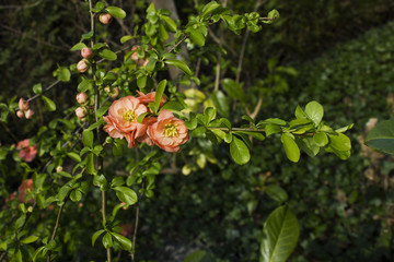 Obraz na płótnie Canvas cognassier orange en fleur au printemps dans un jardin