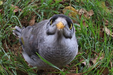 Little Australian bird called noisy miner with huge eyes, edited using fish eye camera effect