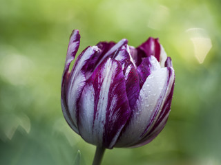 Tulipán bicolor con gotas de lluvia
