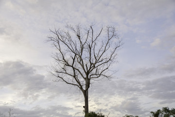 Dry tree against the sky with clouds.