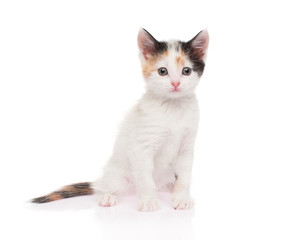 Small white kitten on white background, isolated