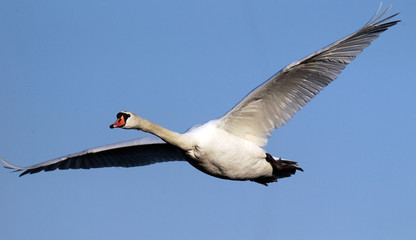 Swan flying over the River Danube at Zemun in the Belgrade Serbia.