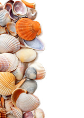 Natural background of seashells