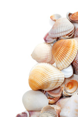 Seashells isolated on white