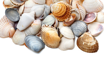 Seashells on white