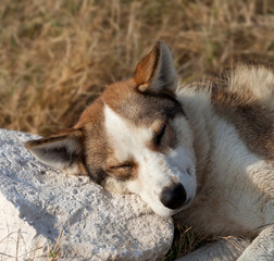 Homeless dog sleeps on stone for a pillow