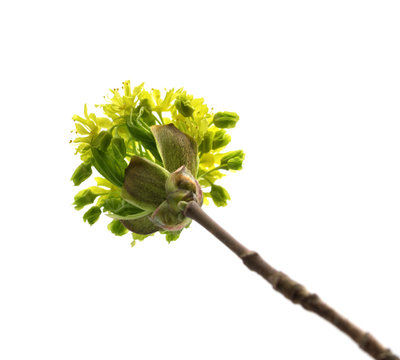 Flowering spring twigs of maple tree