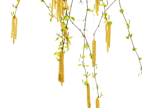 Spring twigs of birch with young green leaves and catkins