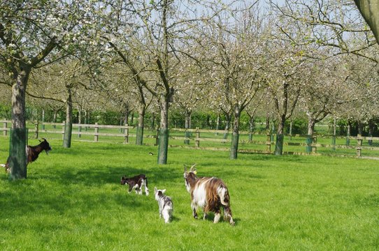 Ch&egrave;vres et chevreaux des foss&eacute;s