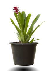  Red Guzmania flower isolate white background,