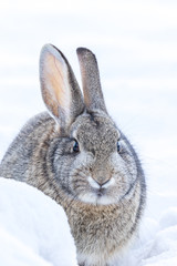 Cottontail Rabbit in Snow