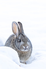 Cottontail Rabbit in Snow