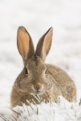Cottontail Rabbit in Snow