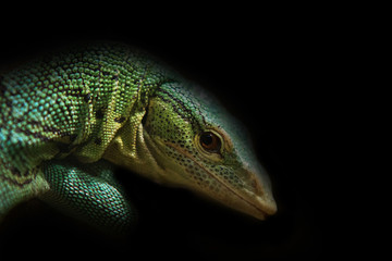 closo up on green lizard on black background