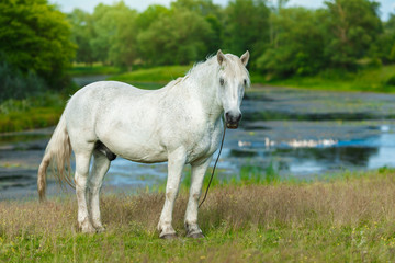 A beautiful white horse feeding in a green pasture. On the background lake with swimming ducks. Summer, concept of landscape country side