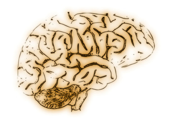 Illustration of a Human Brain