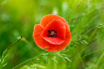 Beautiful red poppy on a green background. Flower bud is opened and can be seen bee on the stamens. Summer day at outdoor, view from above