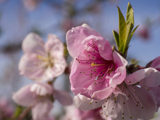 close up of a peach blossom