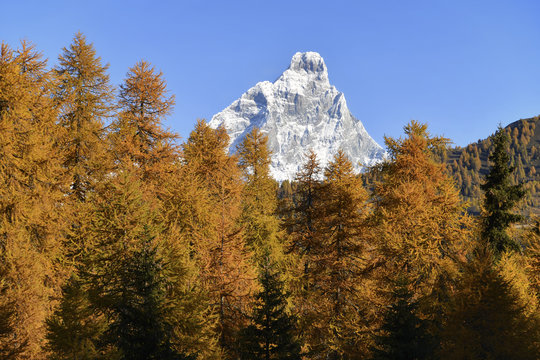 Cervino and autumn colors, valtournenche valley, Aosta Valley,Italy