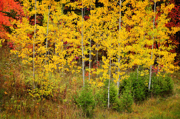 Fall Birch Trees with Golden Leaves