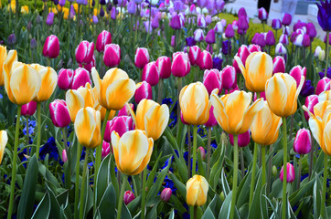 Spring Tulips in Garden for Fresh New Growth