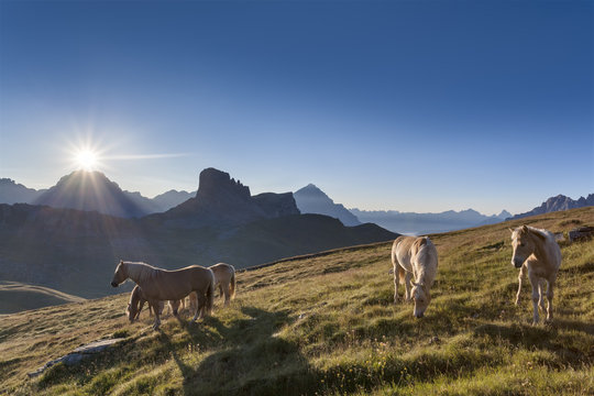 Haflinger horses grazing on the green plain of Mondeval. In the background the Becco di Mezzod&Atilde;&not;, behind Sorapiss left and right of the pyramid of Antelao. Europe, Italy, Veneto, Belluno, Dolomites