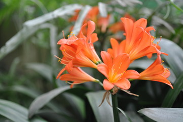 fleur orange