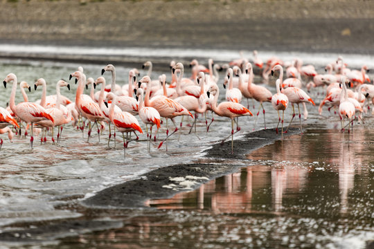 Chilean flamingos (Phoenicopterus chilensis) in Torres del Paine National Park, Patagonia, Chile