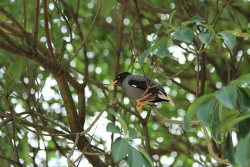 Common myna on a branch in Malaysia