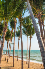 Many palm trees on beautiful beach with wind in afternoon Pattaya, Thailand.