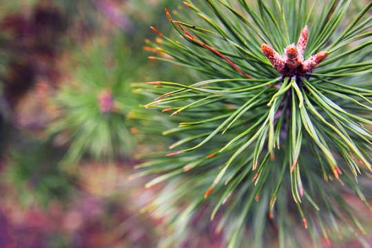 Fototapeta Beautiful pine tree branches in the forest. Nature and trees. Conifer tree.